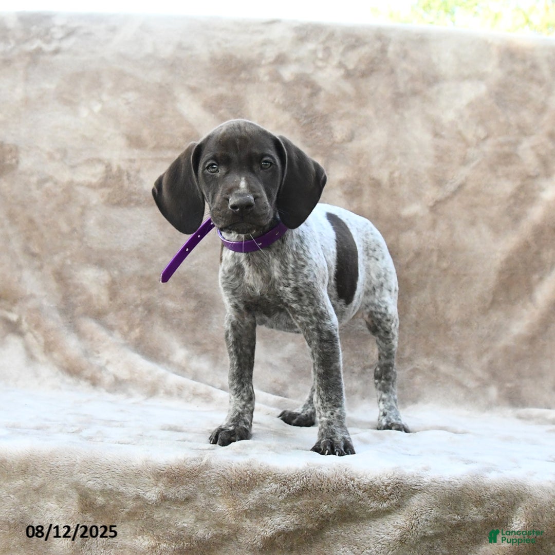 German Shorthaired Pointer dogs for sale: San Diego - Image 5