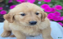 Golden Retriever dogs for sale: Tristan - Image 3