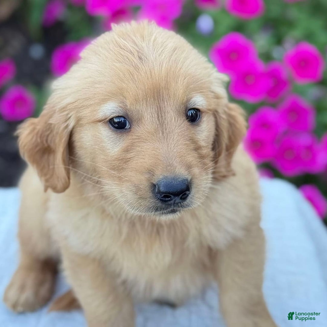 Golden Retriever dogs for sale: Tristan - Image 3