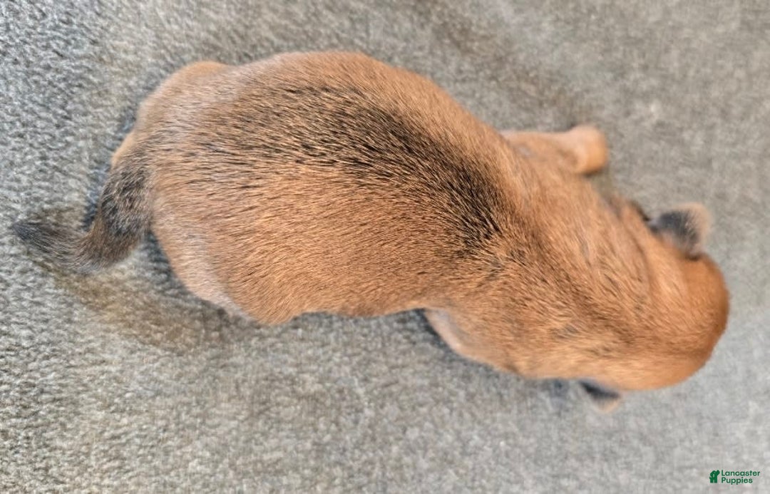 Shorkie dogs for sale: Parker - Image 2