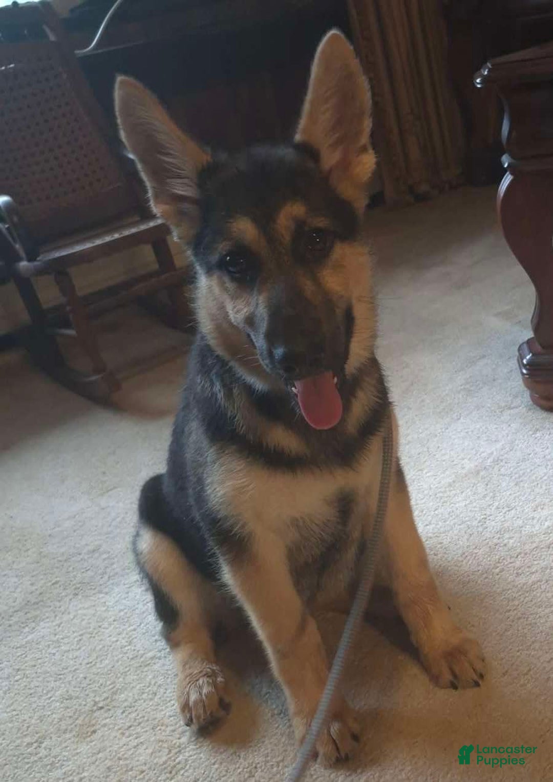 German Shepherd dogs for sale: Heidi - Listing for pets: Heidi - Image 2