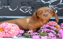Miniature Dachshund dogs for sale: Luna - Image 2