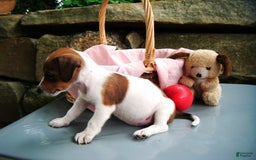 Jack Russell Terrier dogs for sale: Sparkles - Image 1
