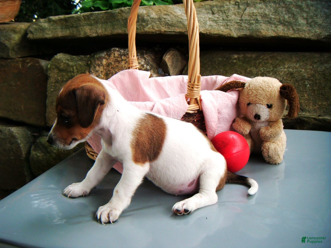 Jack Russell Terrier dogs for sale: Sparkles - Image 1
