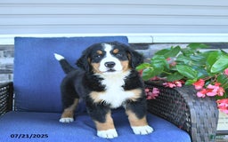 Bernese Mountain Dog dogs for sale: Bailey - Image 3