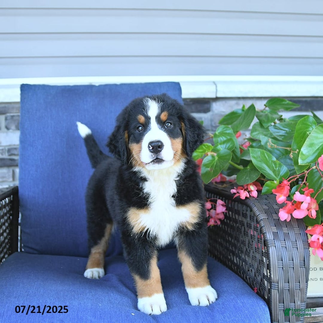 Bernese Mountain Dog dogs for sale: Bailey - Image 3