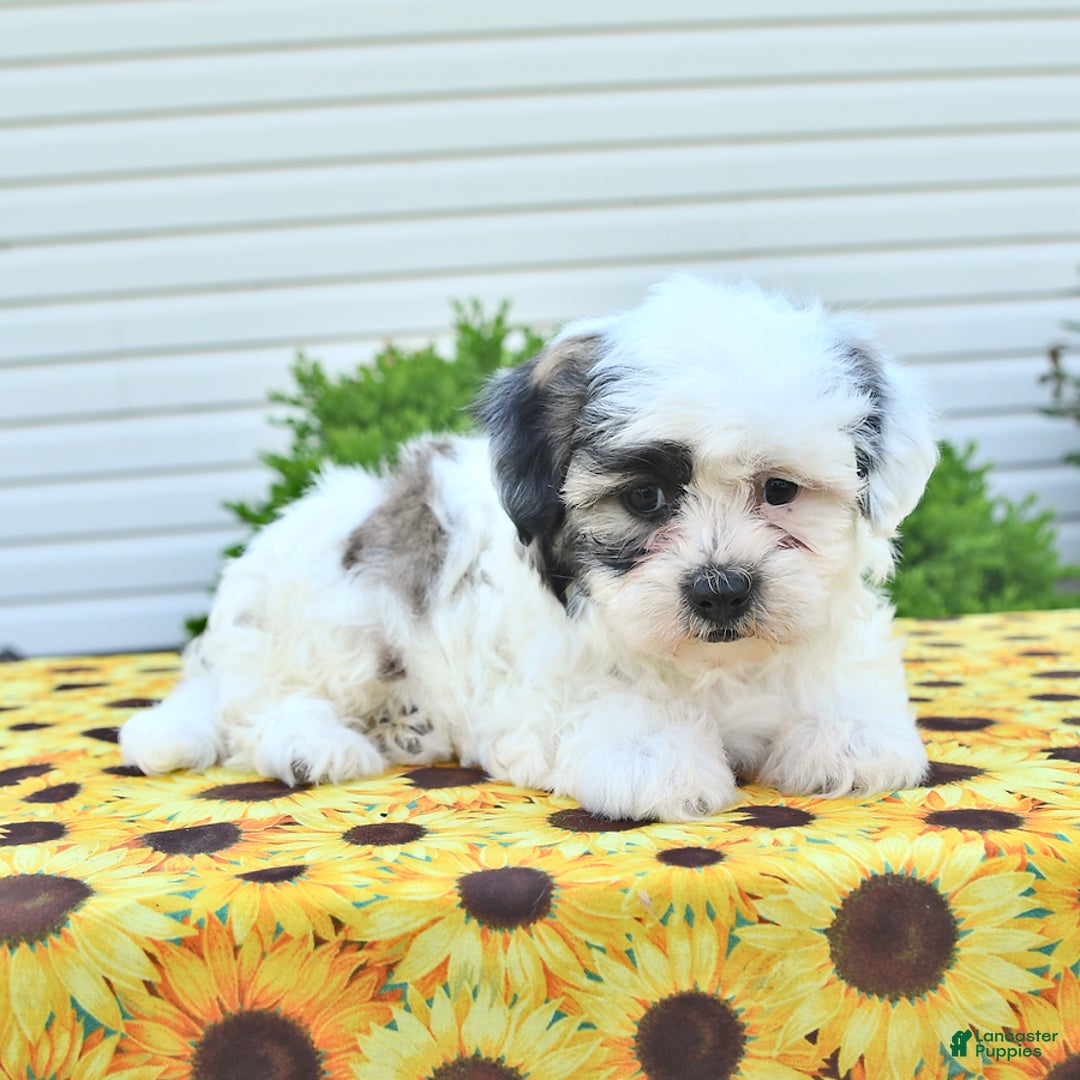Teddy Bear dogs for sale: Kevin - Image 1