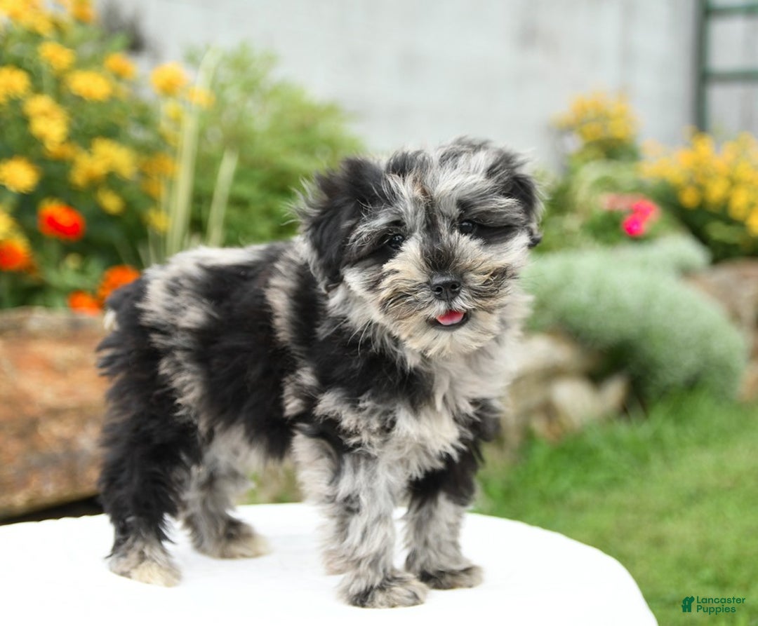 Miniature Schnauzer dogs for sale: Sahara - Image 1