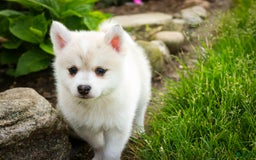 Pomsky dogs for sale: Blaze - Image 10