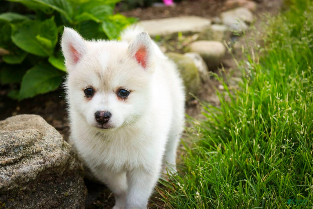 Pomsky dogs for sale: Blaze - Image 10