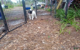 categoriesInfo:categoryAttributeOptions.pets.dogs.breed.akita dogs for sale: Pocahontas - Image 5