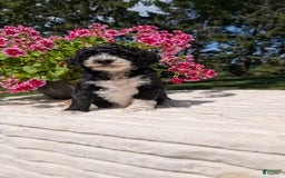 Mini Bernedoodle dogs for sale: Sienna - Image 3