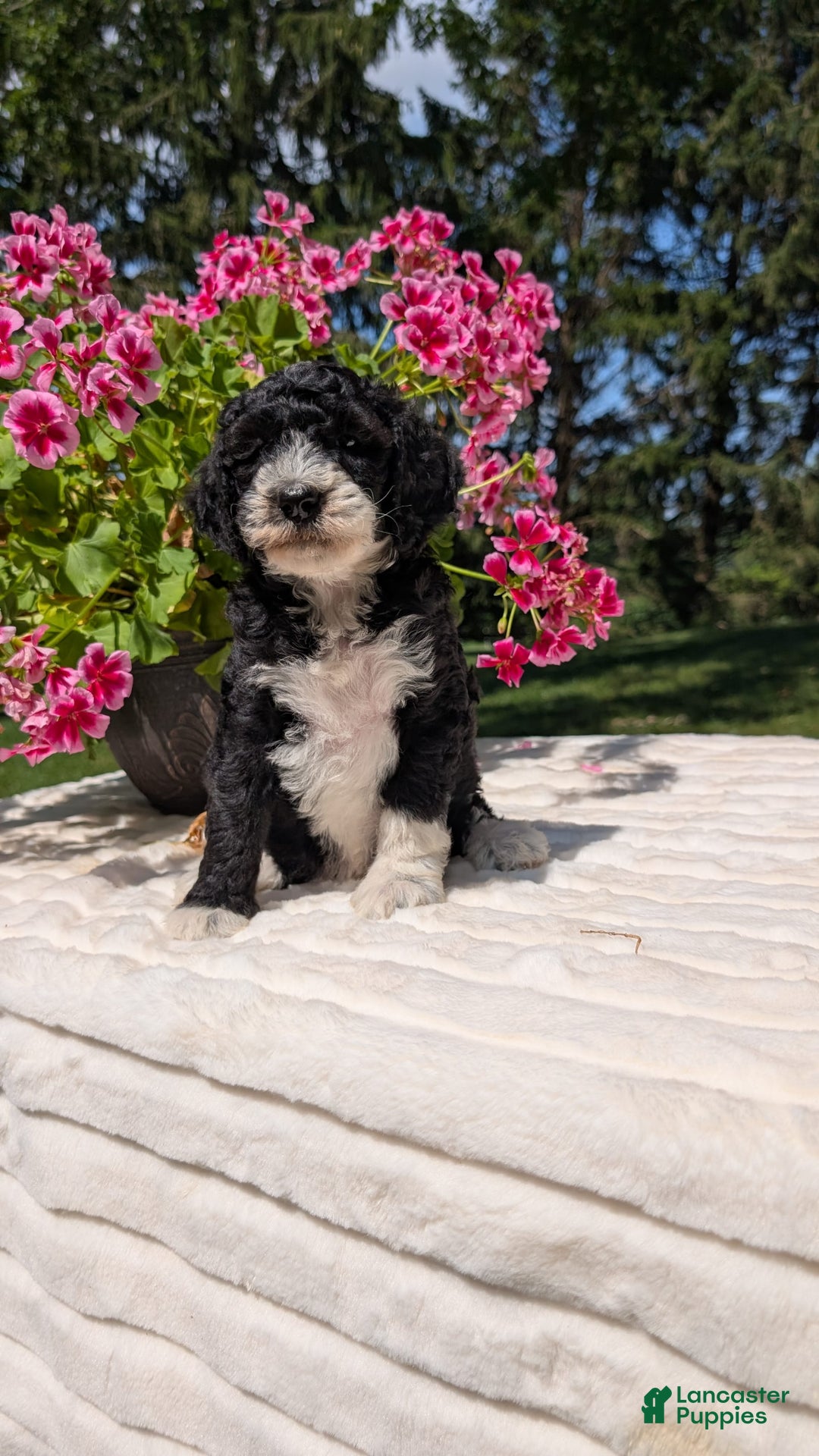 Mini Bernedoodle dogs for sale: Sienna - Image 3