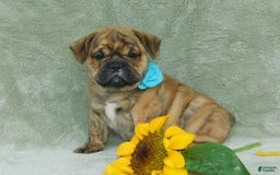 English Bulldog dogs for sale: Teddy - Image 1