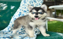 Pomsky dogs for sale: Tokyo - Image 4