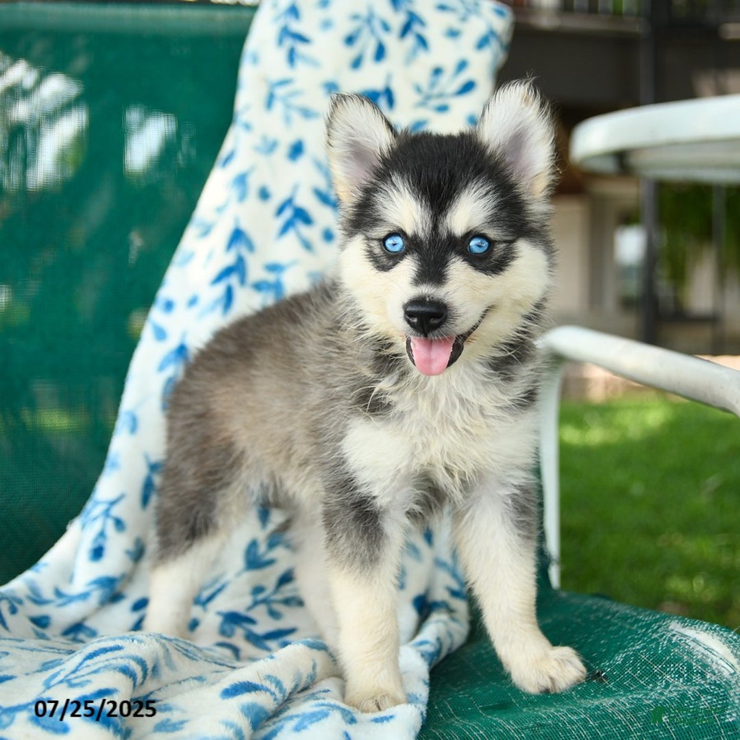 Pomsky dogs for sale: Tokyo - Image 4