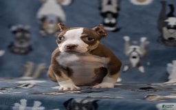 American Bully dogs for sale: Rose - Image 6