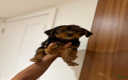 Yorkshire Terrier dogs for sale: Daisy - Image 1