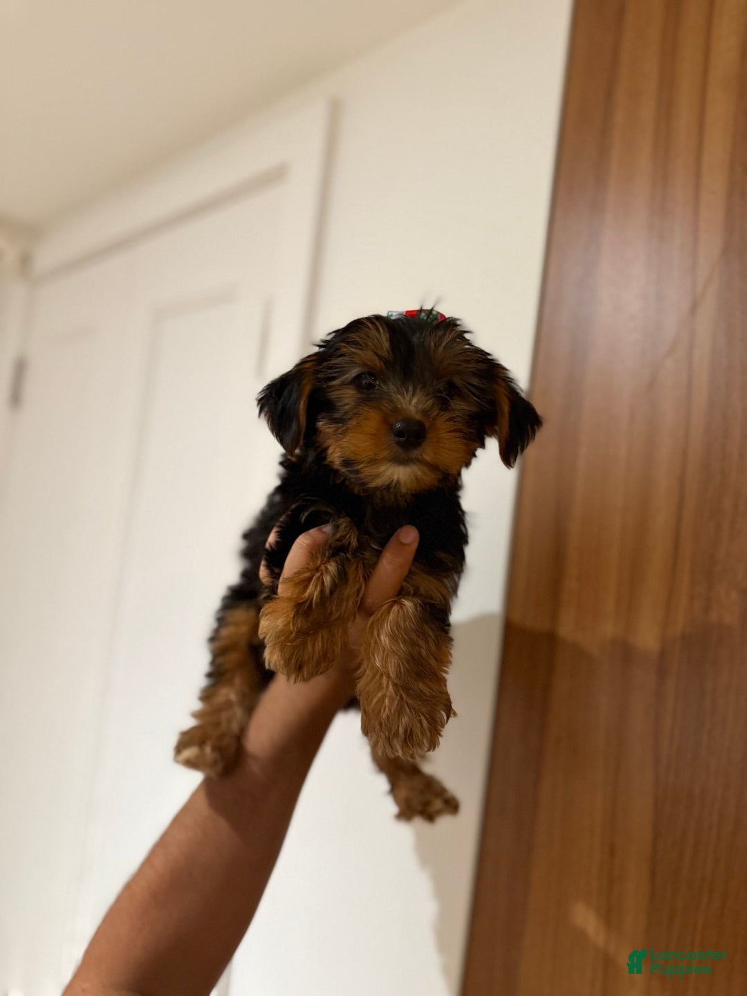Yorkshire Terrier dogs for sale: Daisy - Image 1