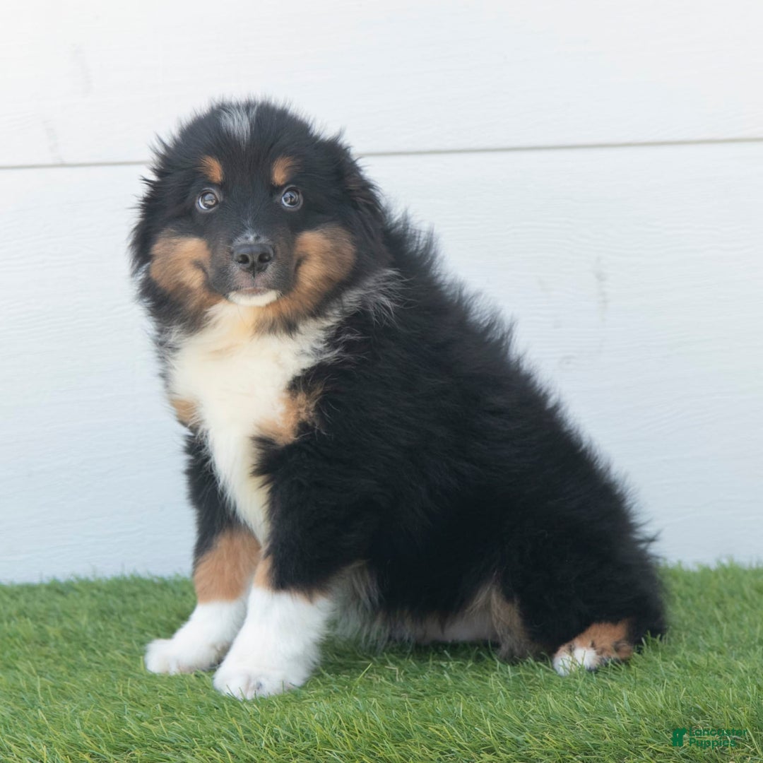 Australian Shepherd dogs for sale: Pepper - Image 14