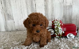 Toy Poodle dogs for sale: Gizmo - Image 3