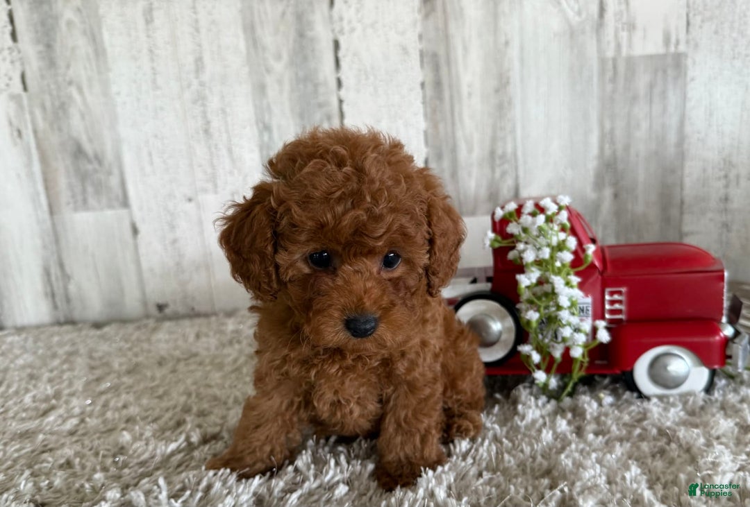 Toy Poodle dogs for sale: Gizmo - Image 3
