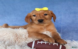 Labrador Retriever dogs for sale: Red Fox Geo - Image 2