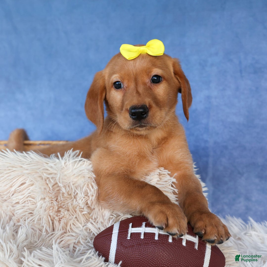 Labrador Retriever dogs for sale: Red Fox Geo - Image 2