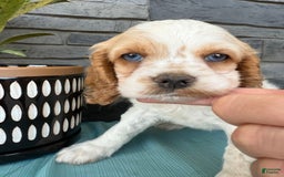 Cocker Spaniel dogs for sale: Twila - Image 1