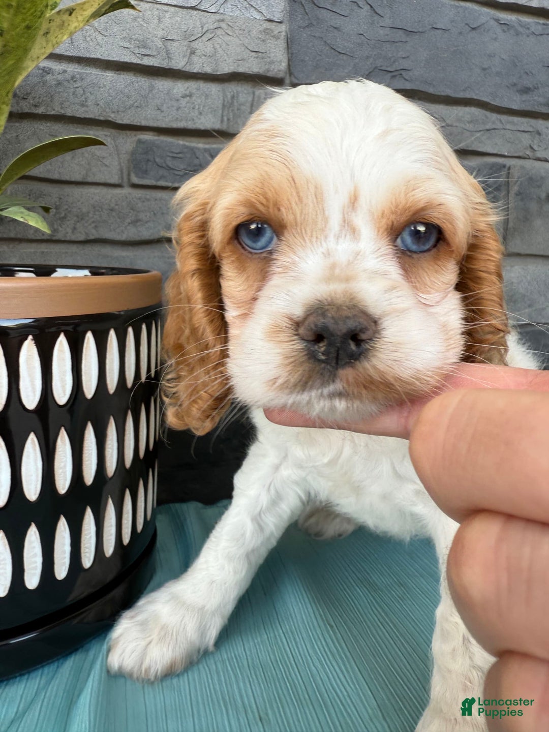 Cocker Spaniel dogs for sale: Twila - Image 1