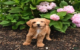 Cavapoo dogs for sale: Russet - Image 3