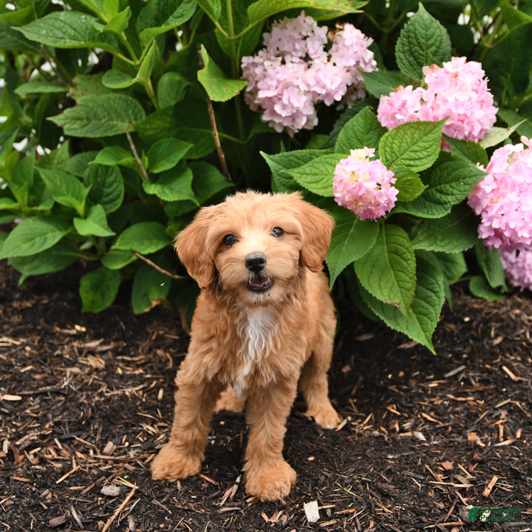 Cavapoo dogs for sale: Russet - Image 3