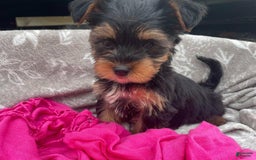 Yorkshire Terrier dogs for sale: Lena - Image 6