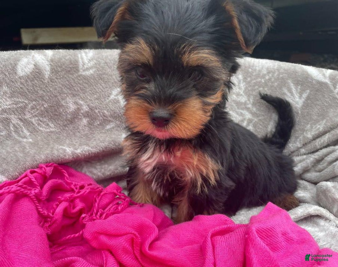 Yorkshire Terrier dogs for sale: Lena - Image 6