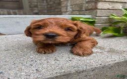 Cockapoo dogs for sale: Rory - Image 4
