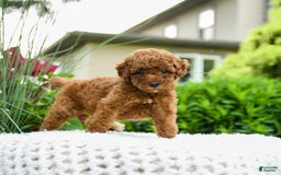 Toy Poodle dogs for sale: Hazel - Listing for pets: Hazel, Harley - Image 4