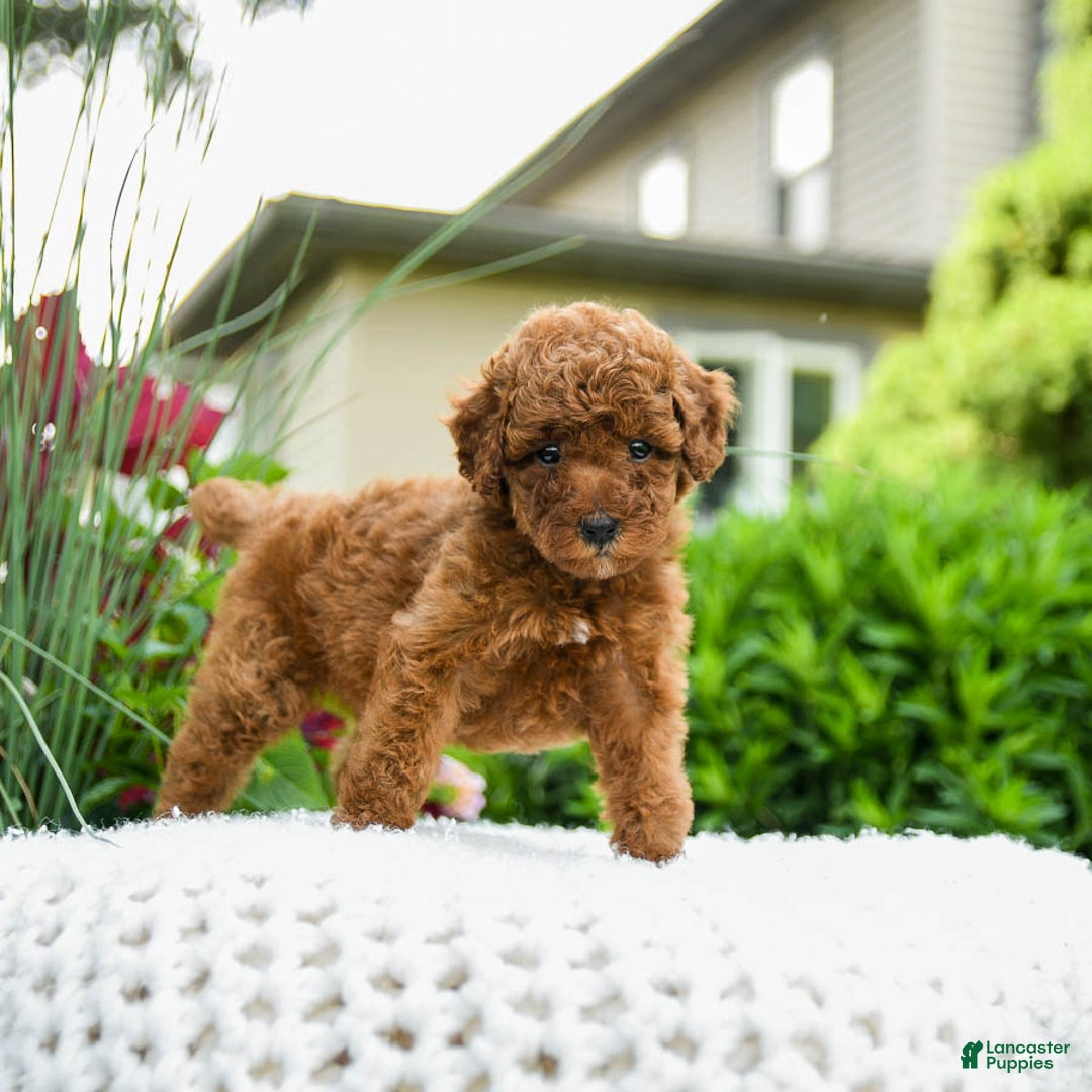Toy Poodle dogs for sale: Hazel - Listing for pets: Hazel, Harley - Image 4