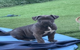 Cane Corso dogs for sale: Brownie - Image 8