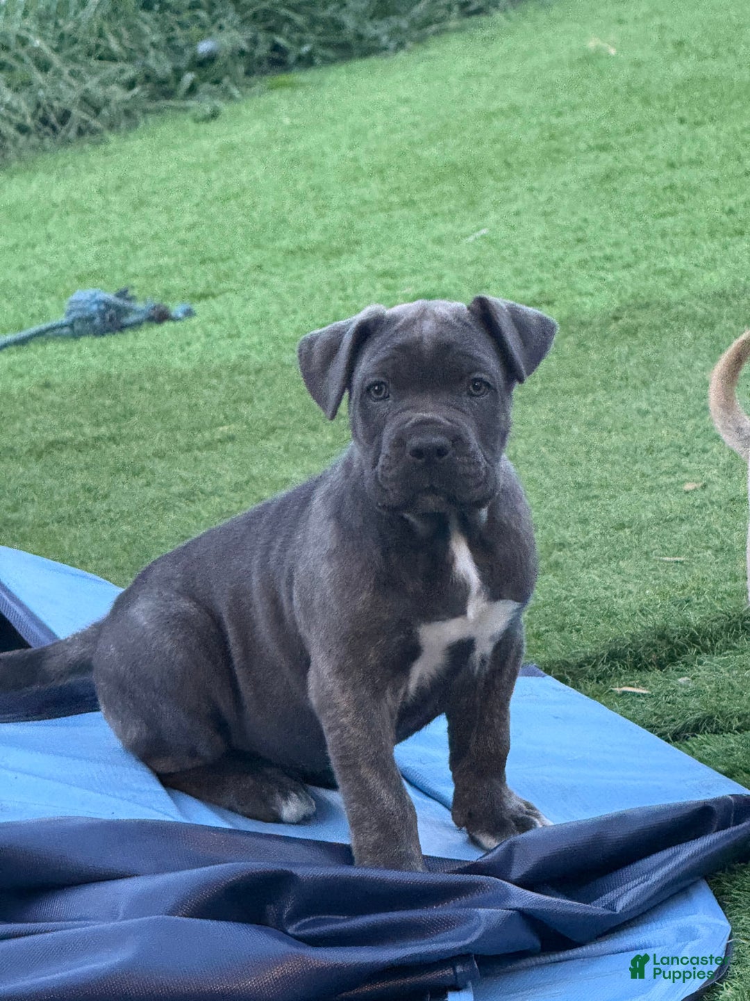 Cane Corso dogs for sale: Brownie - Image 8