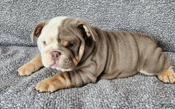 English Bulldog dogs for sale: Groza - Image 10