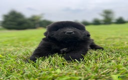 Newfoundland dogs for sale: Dahlia - Image 13