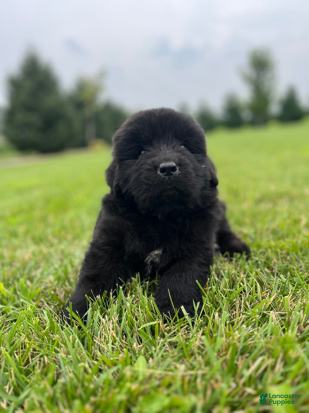 Newfoundland dogs for sale: Dahlia - Image 13