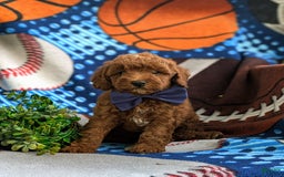 Miniature Poodle dogs for sale: Miniature Poodle 4 puppies - Image 1