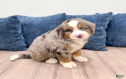 Mini Bernedoodle dogs for sale: Henry - Image 4