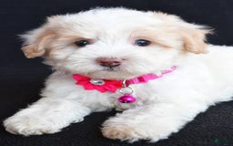 Havapoo dogs for sale: Molly - Image 4