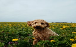 Mini Goldendoodle dogs for sale: Milo F1b - Image 47