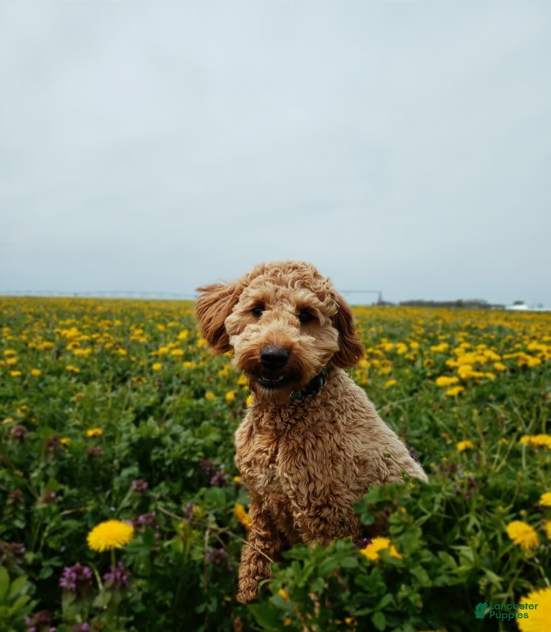 Mini Goldendoodle dogs for sale: Milo F1b - Image 47