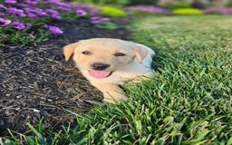 Labrador Retriever dogs for sale: Summer - Image 3