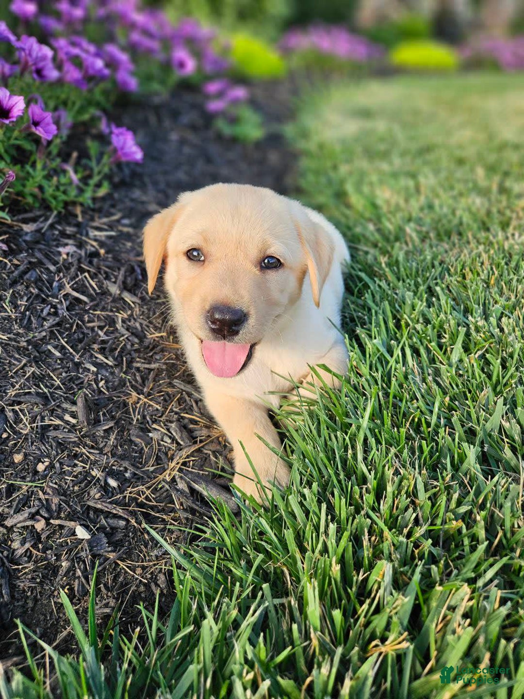 Labrador Retriever dogs for sale: Summer - Image 3