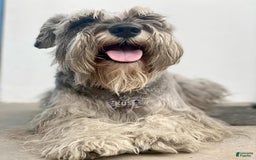 Miniature Schnauzer dogs for sale: Jake - Image 4